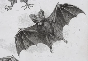 Chauve-souris, gravé par Milton